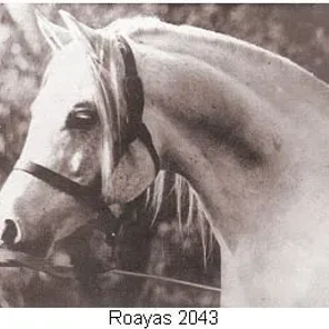 ROAYAS
