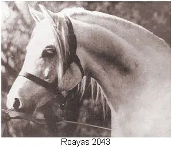 ROAYAS
