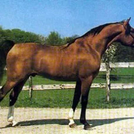 Neman sired by Nabeg and out of Nega who was by Aswan.