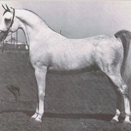 IBN ANTAR