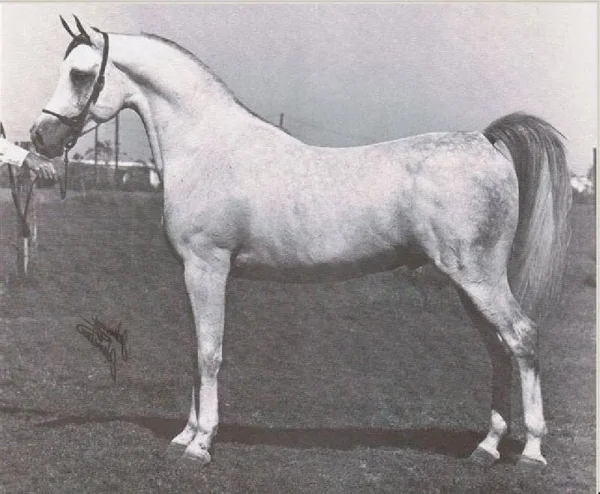 IBN ANTAR