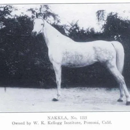 *NAKKLA