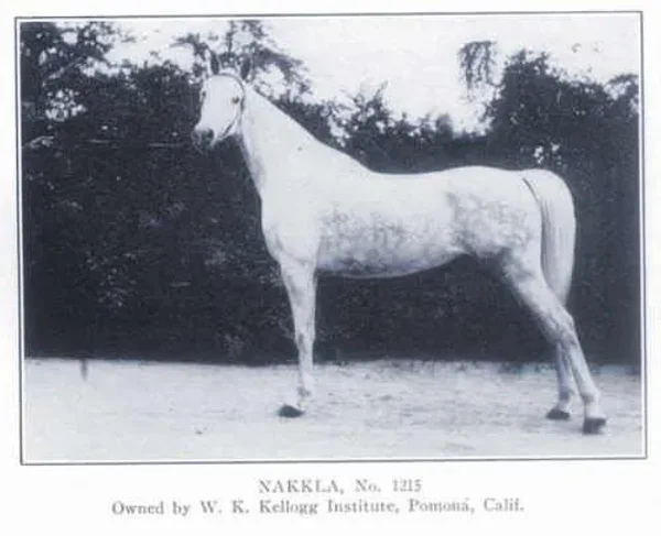 *NAKKLA