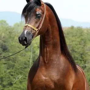 Manasseh Prince Jamaal