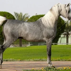 NK QASWARAH
