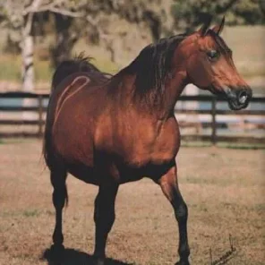 Elizja
