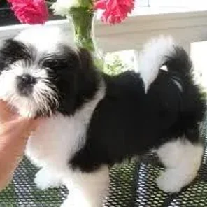 Auss-Tzu (Designer Dog)