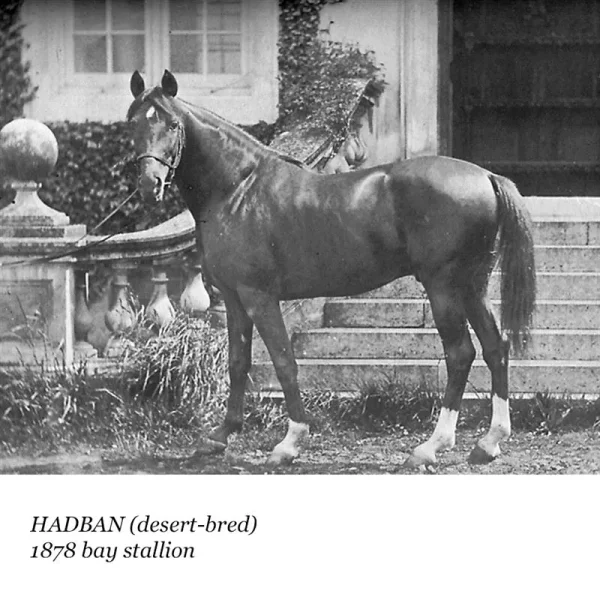 Hadban