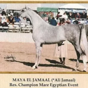 MAYA EL JAMAAL