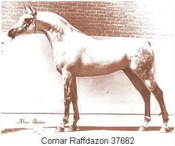 COMAR RAFFDAZON*