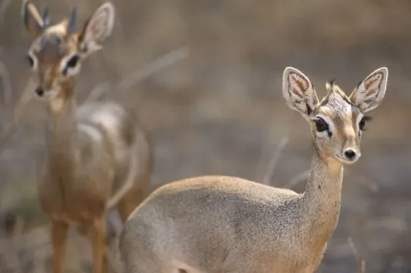 11 Delightful Facts About Dik-Diks That Will Make Them Your New Favorite Animal