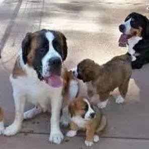 Swissy Saint (Designer Dog)