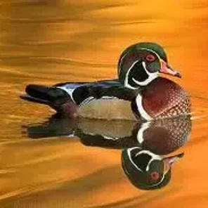 Wood Duck