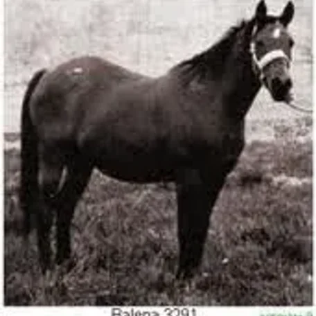 Balena