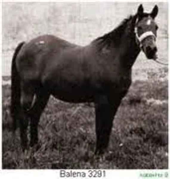 Balena