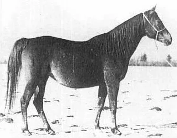 Mokdiara