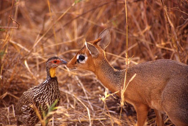 9 Fun Facts About the Dik-Dik