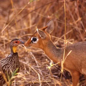 9 Fun Facts About the Dik-Dik