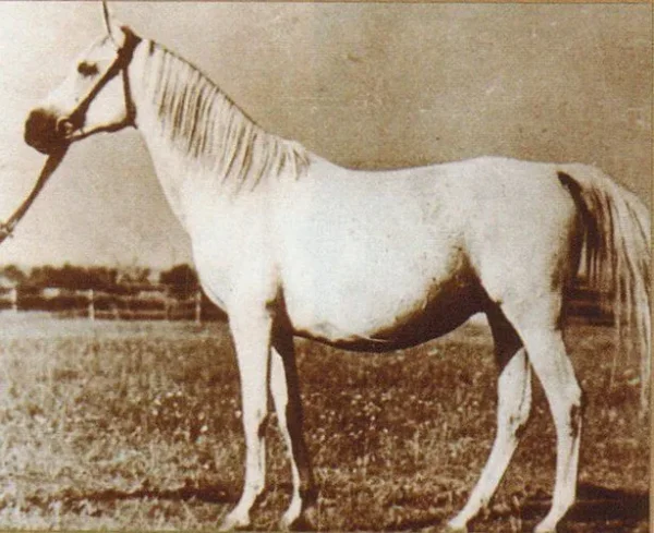BALALAJKA (Amurath Sahib x Iwonka III by Ibn Mahomet)