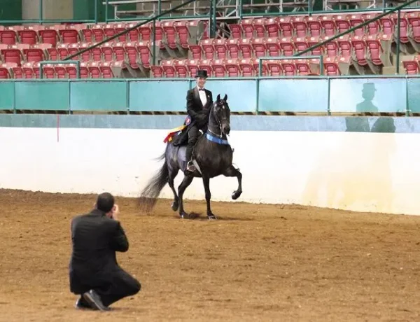 Morgan Southern States Regional Show