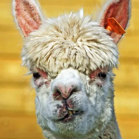 Alpaca History
