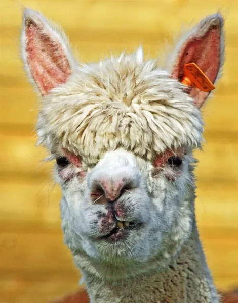 Alpaca History

