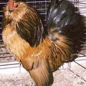 Antwerp Belgian Bantam
