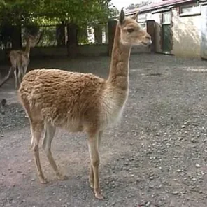 Voluptuous Vicuna