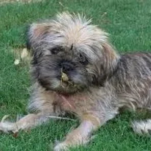 Shiffon (Designer Dog)