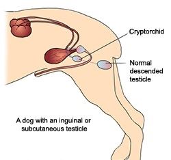 Cryptorchidism in Dogs (Retained Testes)