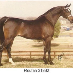ROUFAH