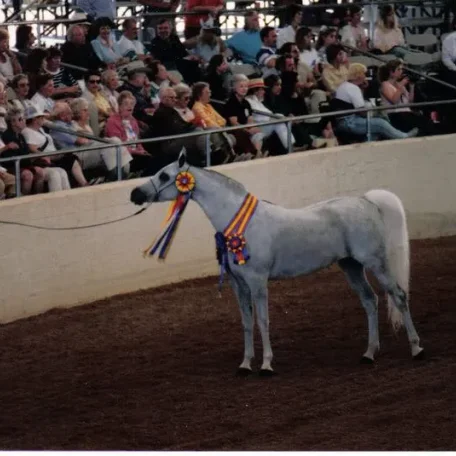 WN Antigua...Scottsdale Champion Mare.