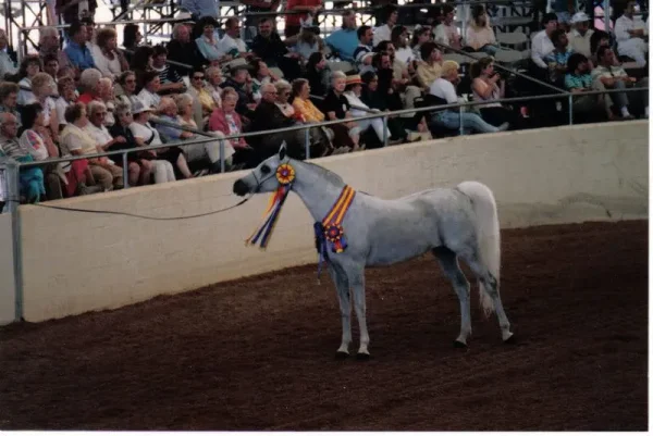 WN Antigua...Scottsdale Champion Mare.
