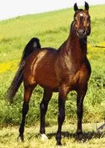 TAMERLAN