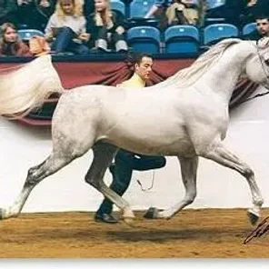 Wadim
