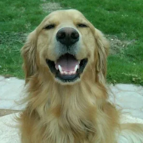 Golden Retriever - #3 Favorite Breed