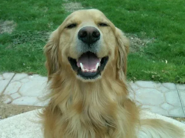 Smart, good-natured, and eager to please, the Golden Retriever excels as a family companion and working dog.