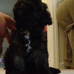 Oreo