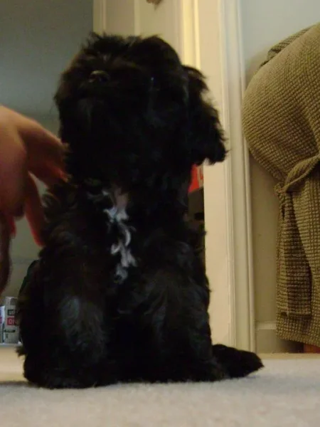 Oreo