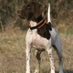 Old Danish Pointer