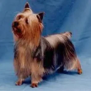 Silky Terrier