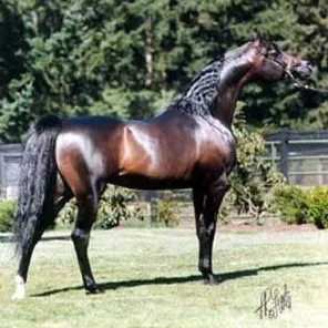 MAGIC DREAM CAHR