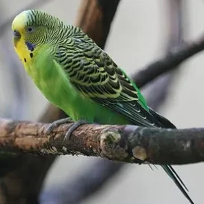 Budgerigar