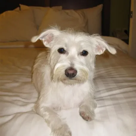Meeko as a Puppy