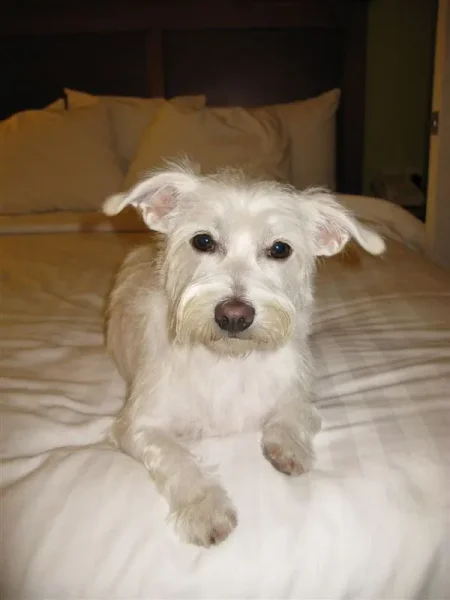 Meeko as a Puppy