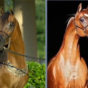 Rga Kouress & Veronica GA...What do these two great Arabian mares have in common?