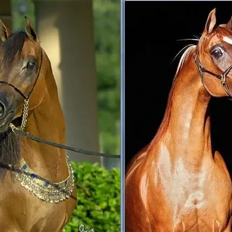 Rga Kouress & Veronica GA...What do these two great Arabian mares have in common?