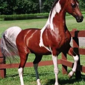 Color of Fame-Saddlebred