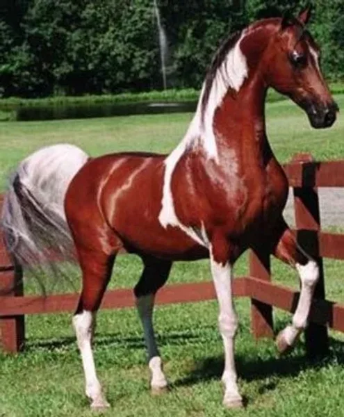 Color of Fame-Saddlebred