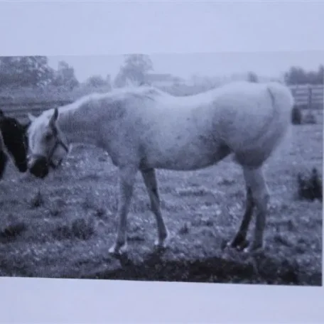 Talmia (Raseyn x Taleh) grey mare, foaled March 14, 1948bred by United States Government